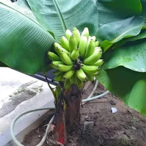 Dwarf Cavendish Banana Plant Live Starter - 4-6 inch Tropical Houseplant - Image 5