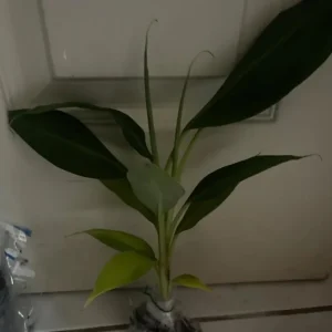 Dwarf Cavendish Banana Plant Live Starter - 4-6 inch Tropical Houseplant - Image 6