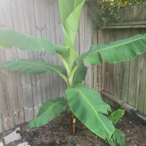 Dwarf Cavendish Banana Plant Live Starter - 4-6 inch Tropical Houseplant - Image 8
