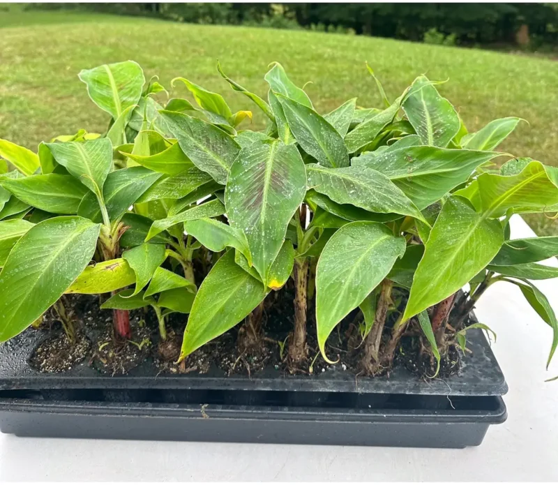 Dwarf Cavendish Banana Plant Plug - Cold Hardy Tropical Fruit Tree
