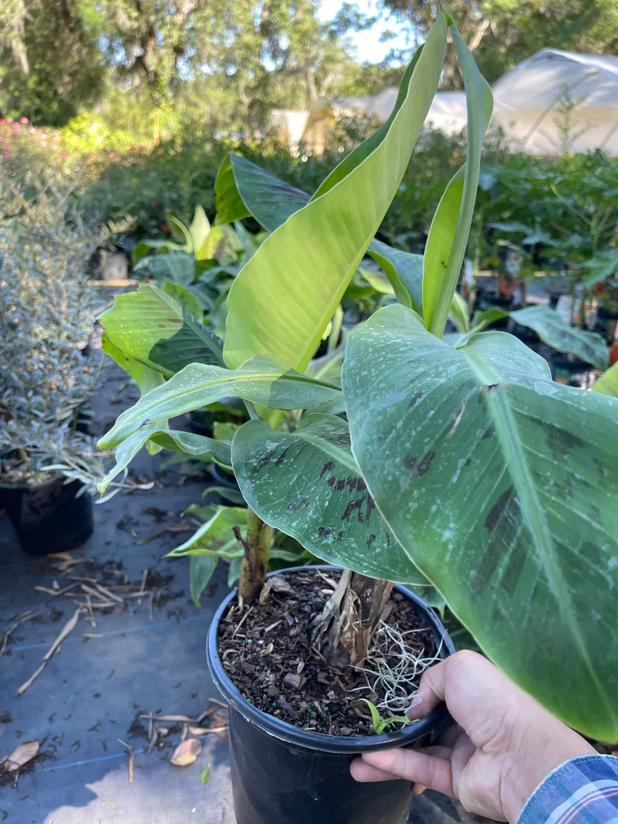 Dwarf Cavendish Banana Tree Live Plant - 2-3 Feet Tall Tropical Fruit - Image 2