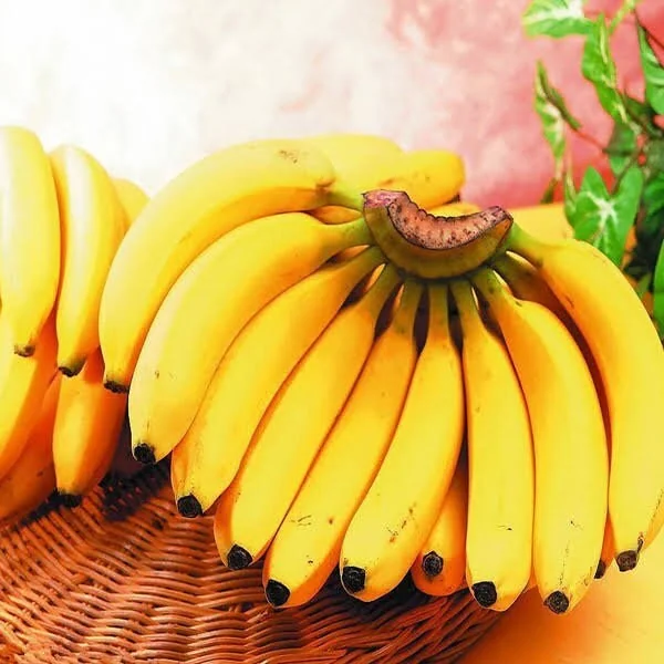 Dwarf Cavendish Banana Tree Live Plant - 2-3 Feet Tall Tropical Fruit - Image 4