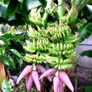 Dwarf Cavendish Banana Tree Live Plant - Musa acuminata - Indoor/Outdoor - 6-10 ft - Image 1