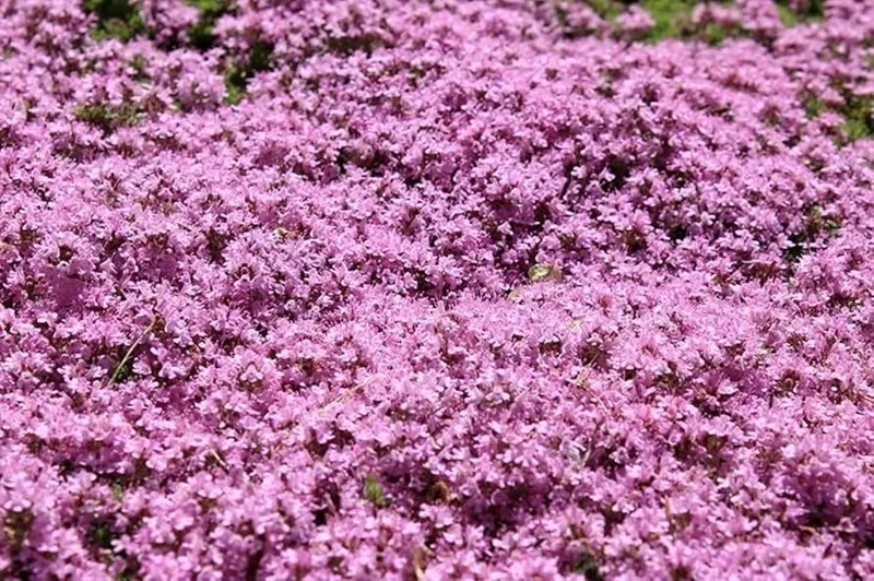 Dwarf Creeping Thyme Seeds - Thymus Serpyllum Ground Cover - 226 Gram - Image 1