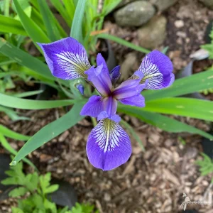 Dwarf Crested Iris Bare-root Plant - Wild Iris Cristata - 4-9 Inch Tall - Image 2