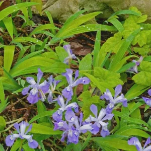 Dwarf Crested Iris Bare-root Plant - Wild Iris Cristata - 4-9 Inch Tall - Image 3