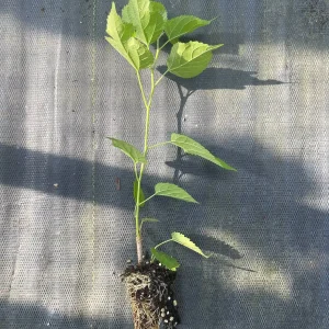 Dwarf Everbearing Mulberry Live Plant - Fruit Tree, Zones 6-11 - Image 10