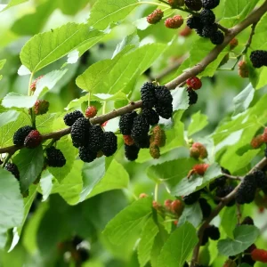 Dwarf Everbearing Mulberry Live Plant - Fruit Tree, Zones 6-11 - Image 4