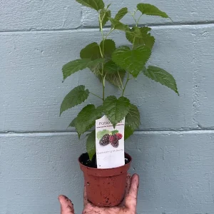 Dwarf Everbearing Mulberry Live Plant - Fruit Tree, Zones 6-11 - Image 5