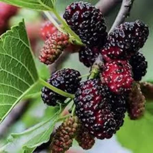 Dwarf Everbearing Mulberry Tree – Bare Root Starter Plant – Cold Hardy Fruit Tree - Image 1