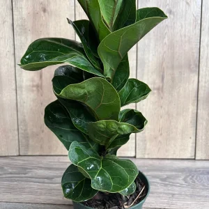 Dwarf Fiddle Leaf Fig Live Plant – Ficus Lyrata Bambino – 6 inch Pot – Indoor Houseplant - Image 2