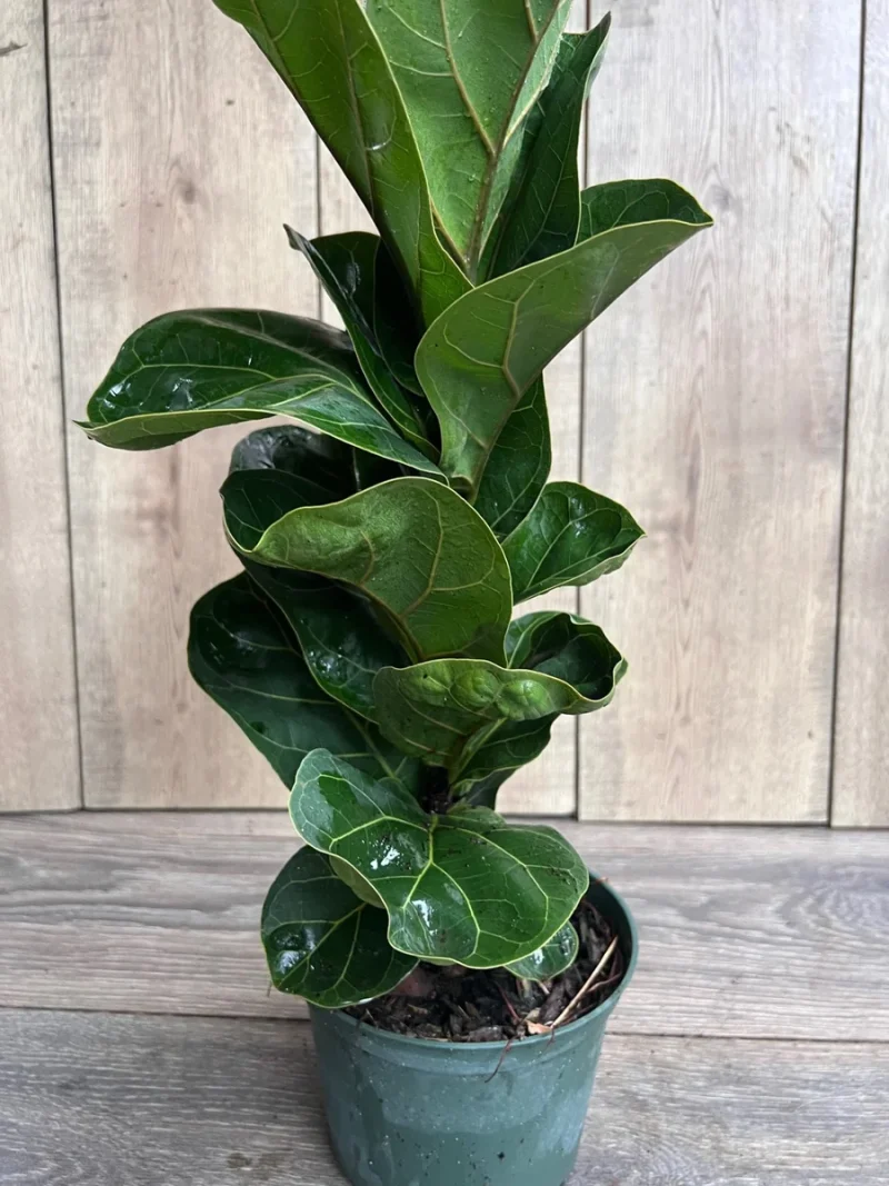 Dwarf Fiddle Leaf Fig Plant - Ficus Lyrata Bambino 6 inch Pot
