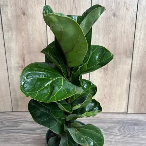 Dwarf Fiddle Leaf Fig Live Plant – Ficus Lyrata Bambino – 6 inch Pot – Indoor Houseplant - Image 4