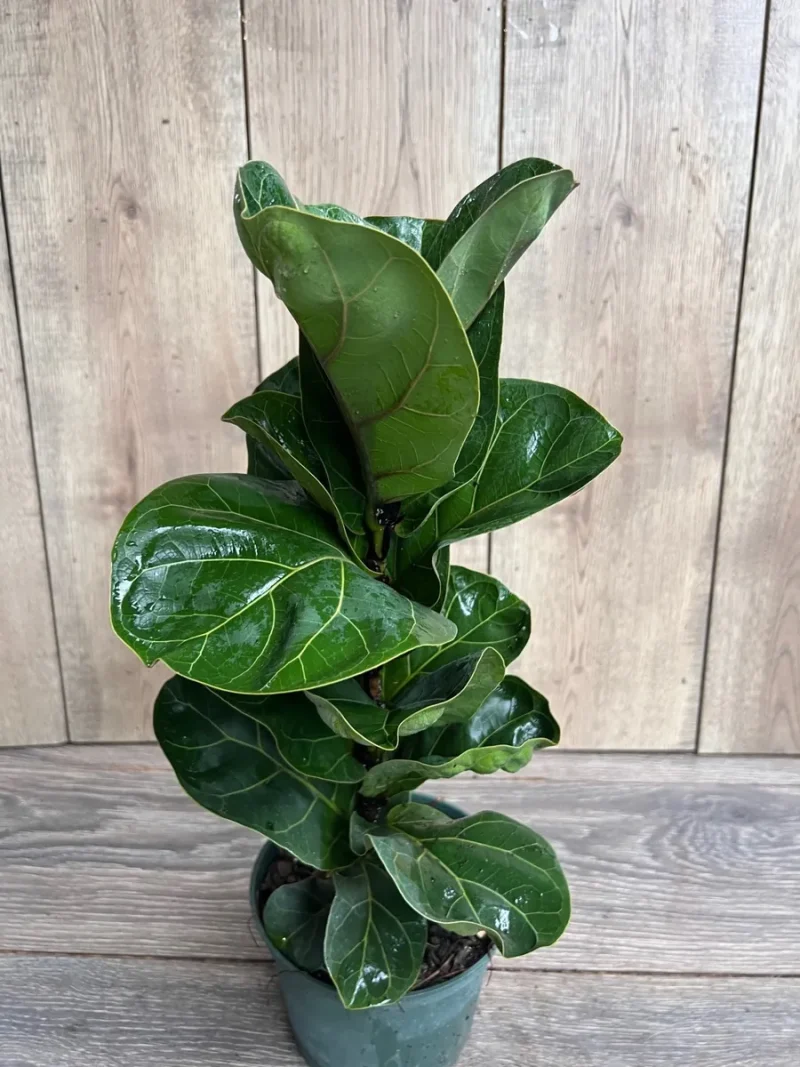 Dwarf Fiddle Leaf Fig Plant - Ficus Lyrata Bambino 6 inch Pot