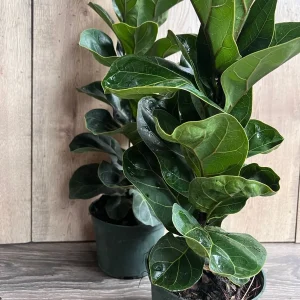 Dwarf Fiddle Leaf Fig Live Plant – Ficus Lyrata Bambino – 6 inch Pot – Indoor Houseplant - Image 6