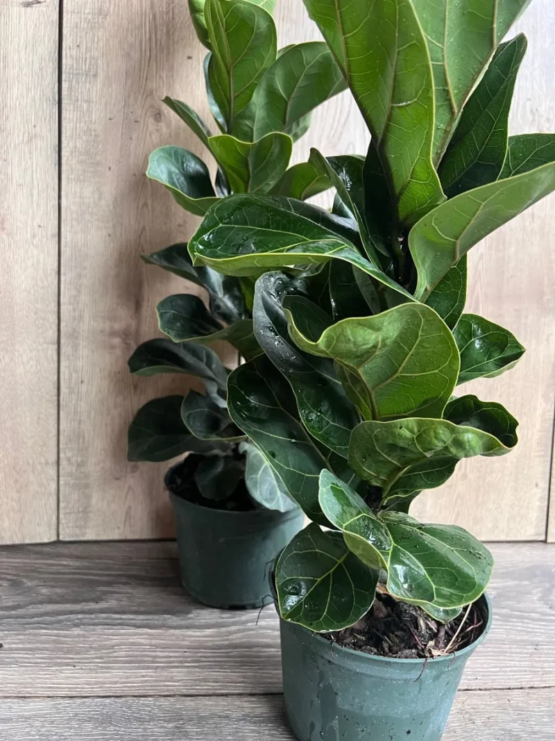 Dwarf Fiddle Leaf Fig Plant - Ficus Lyrata Bambino 6 inch Pot