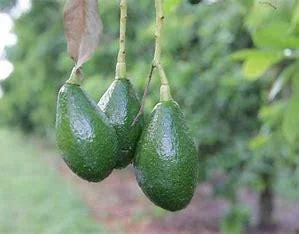 Dwarf Grafted Avocado Tree Live Plant – 2-4ft Tall – Container Growing - Image 2