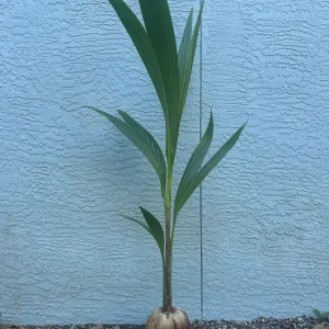 Dwarf Green Malayan Coconut Live Plant 2-3 Ft Tall 1 Gallon Pot Tropical Tree - Image 4