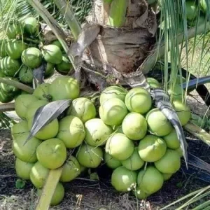 Dwarf Green Malayan Coconut Live Plant 2-3 Ft Tall 1 Gallon Pot Tropical Tree - Image 5