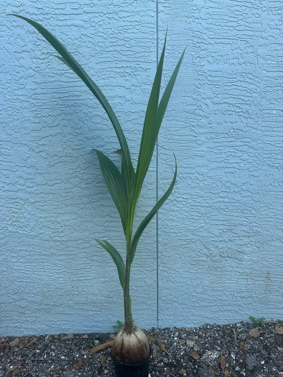 Dwarf Green Malayan Coconut Live Plant 2-3 Ft Tall 1 Gallon Pot Tropical Tree - Image 6