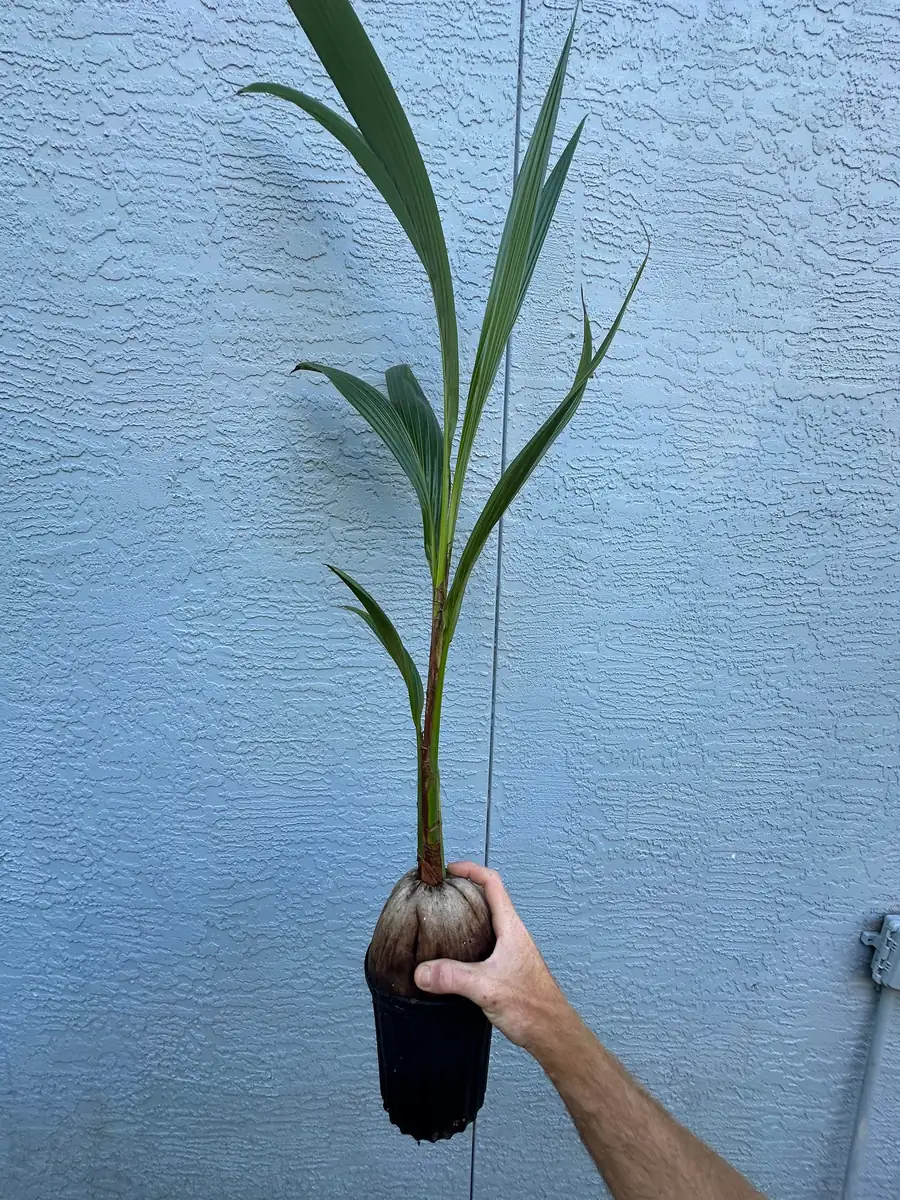 Dwarf Green Malayan Coconut Live Plant 2-3 Ft Tall 1 Gallon Pot Tropical Tree - Image 7