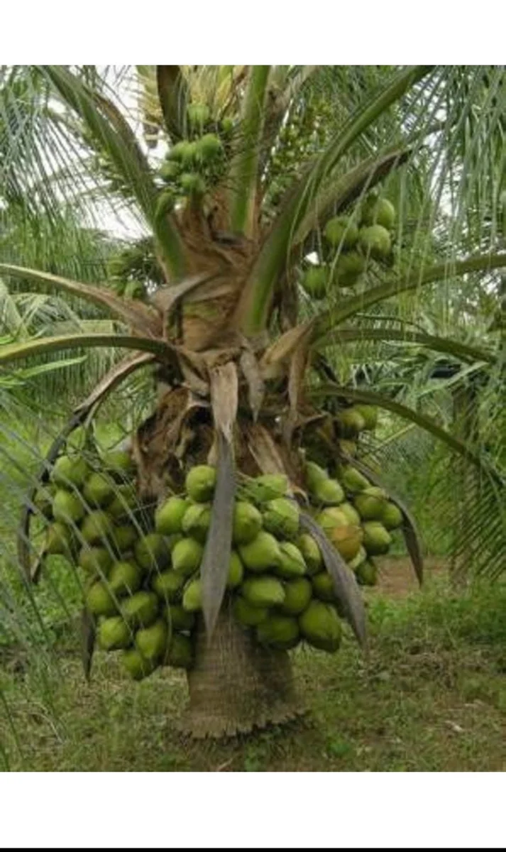 Dwarf Green Malayan Coconut Live Plant 2-3 Ft Tall 1 Gallon Pot Tropical Tree - Image 9