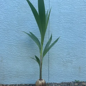 Dwarf Green Malayan Coconut Live Tree - 2-3ft Tall, 1 Gallon Pot, Fully Rooted, Outdoor Tropical Plant - Image 2