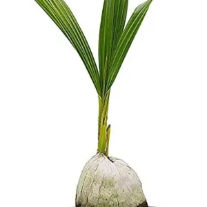 Dwarf Green Malayan Coconut Palm Tree - Live Sprouted Plant, 6-18 inches tall - Image 2