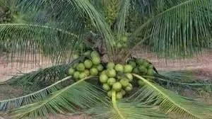 Dwarf Green Malayan Coconut Palm Tree - Live Sprouted Plant, 6-18 inches tall - Image 1