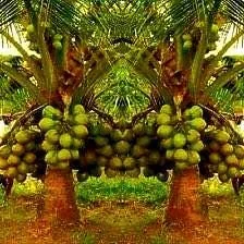 Dwarf Green Malayan Coconut Seeds - Costa Rican Certified - Non-Sprouted - Image 1