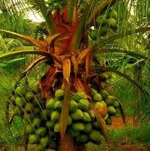 Dwarf Green Malayan Coconut Seeds - Costa Rican Certified - Non-Sprouted - Image 3