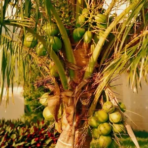 Dwarf Green Malayan Coconut Seeds - Costa Rican Certified, Cocos Nucifera - Image 5