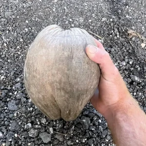 Dwarf Green Malayan Coconut Seeds - Costa Rican Certified - Non-Sprouted - Image 6