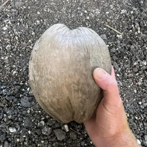 Dwarf Green Malayan Coconut Seeds - Costa Rican Certified, Cocos Nucifera - Image 6