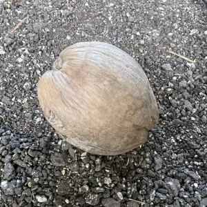 Dwarf Green Malayan Coconut Seeds - Costa Rican Certified - Non-Sprouted - Image 7