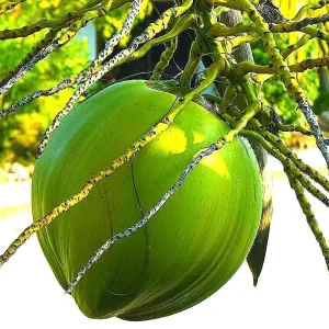 Dwarf Green Malayan Coconut Seeds - Costa Rican Certified, Cocos Nucifera - Image 7