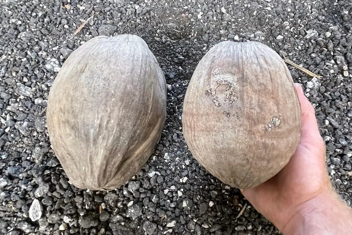 Dwarf Green Malayan Coconut Seeds - Rare Costa Rican Certified - Image 2