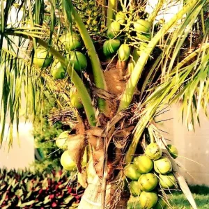 Dwarf Green Malayan Coconut Seeds - Rare Costa Rican Certified - Image 3