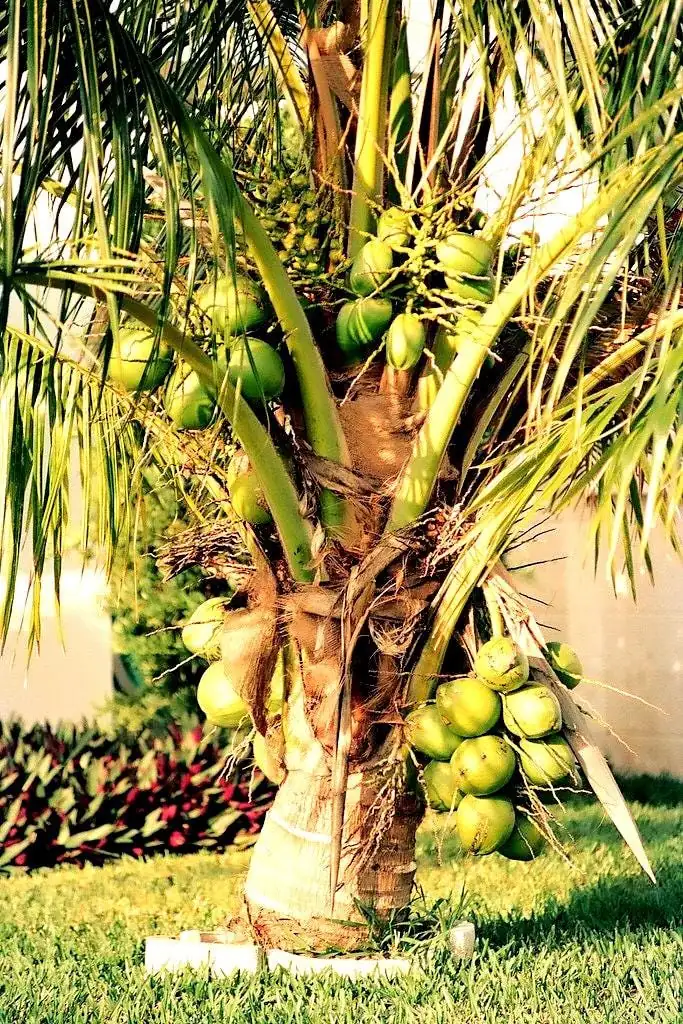 Dwarf Green Malayan Coconut Seeds - Rare Costa Rican Certified - Image 3