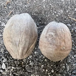 Dwarf Green Malayan Coconut Seeds - Rare Costa Rican Certified - Image 4