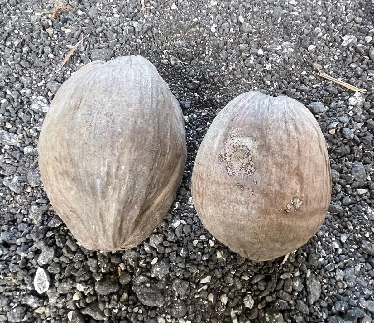 Dwarf Green Malayan Coconut Seeds - Rare Costa Rican Certified - Image 4