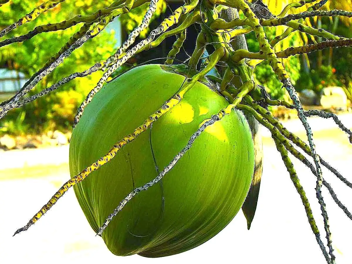 Dwarf Green Malayan Coconut Seeds - Rare Costa Rican Certified - Image 5