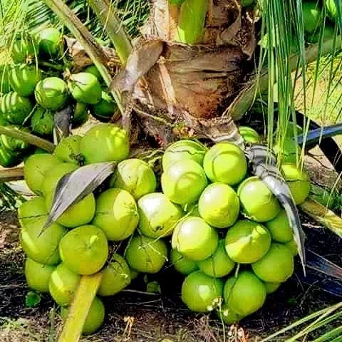 Dwarf Green Malayan Coconut Seeds - Rare Costa Rican Certified - Image 1