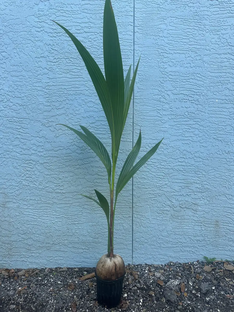 Dwarf Green Malayan Coconut Tree Live Plant 2-3ft Tall 1 Gallon Pot - Image 2