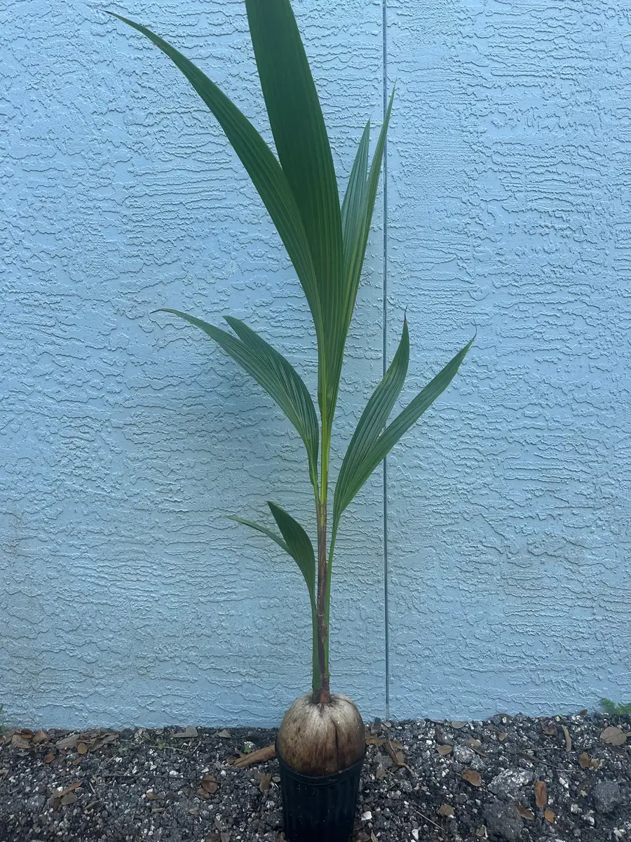Dwarf Green Malayan Coconut Tree Live Plant 2-3ft Tall 1 Gallon Pot - Image 4