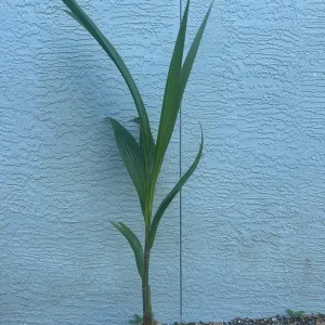 Dwarf Green Malayan Coconut Tree Live Plant 2-3ft Tall 1 Gallon Pot - Image 6