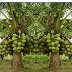 Dwarf Green Malayan Coconut Tree Live Plant 2-3ft Tall 1 Gallon Pot - Image 8