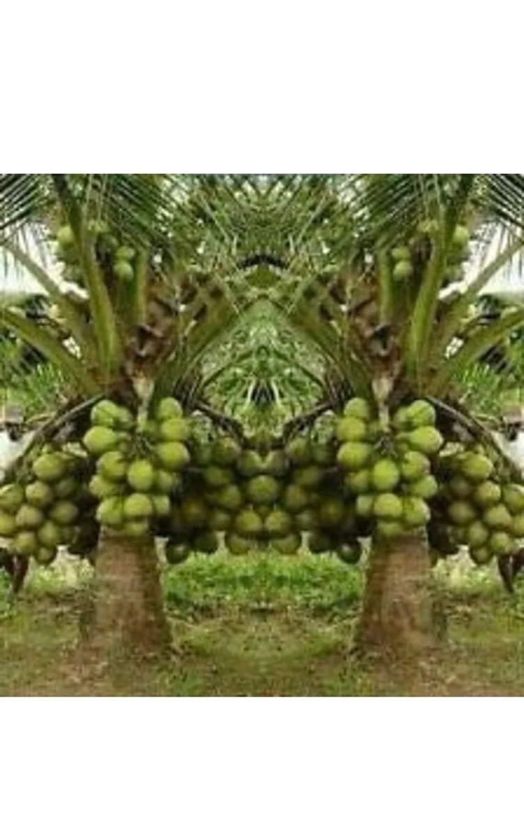 Dwarf Green Malayan Coconut Tree Live Plant 2-3ft Tall 1 Gallon Pot - Image 8