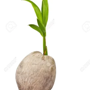 Dwarf Green Malayan Sprouted Coconut Palm - Live Plant - 6-18 inches Tall - Image 2