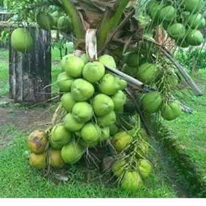 Dwarf Green Malayan Sprouted Coconut Palm - Live Plant - 6-18 inches Tall - Image 1